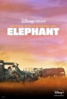 In the Footsteps of Elephant izle